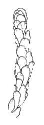 Distichophyllum pulchellum “kraussei” growth form, habit, moist. Drawn from A.J. Fife 6908, CHR 405799.
 Image: R.C. Wagstaff © Landcare Research 2017 